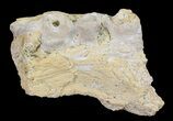 Mosasaur (Platecarpus) Jaw Section - Kansas #60666-1